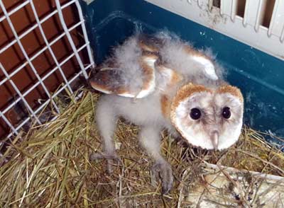 Schleiereule Jungvogel in Pflege Bild Dirk Diehl