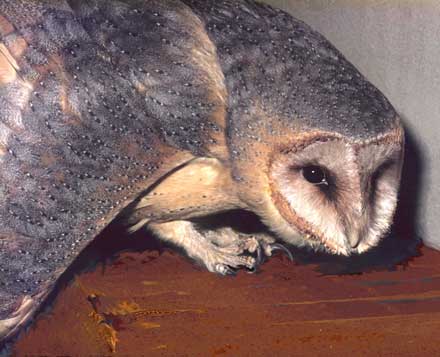 Schleiereule Altvogel in Pflege. Bild Otto Diehl