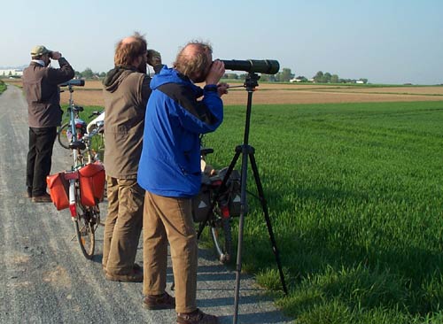 Vogelbeobachtungen. S. Diehl