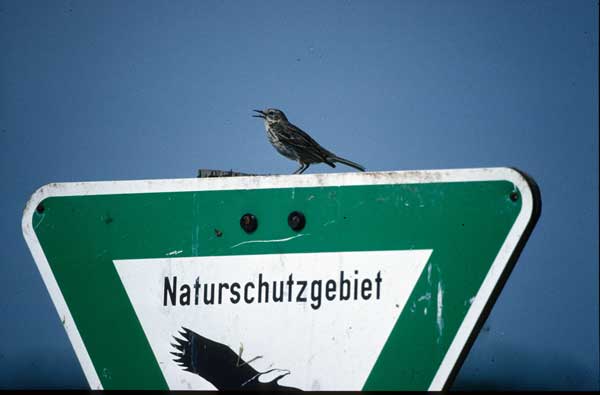 Wiesenpieper auf NSG-Schild (Otto Diehl)